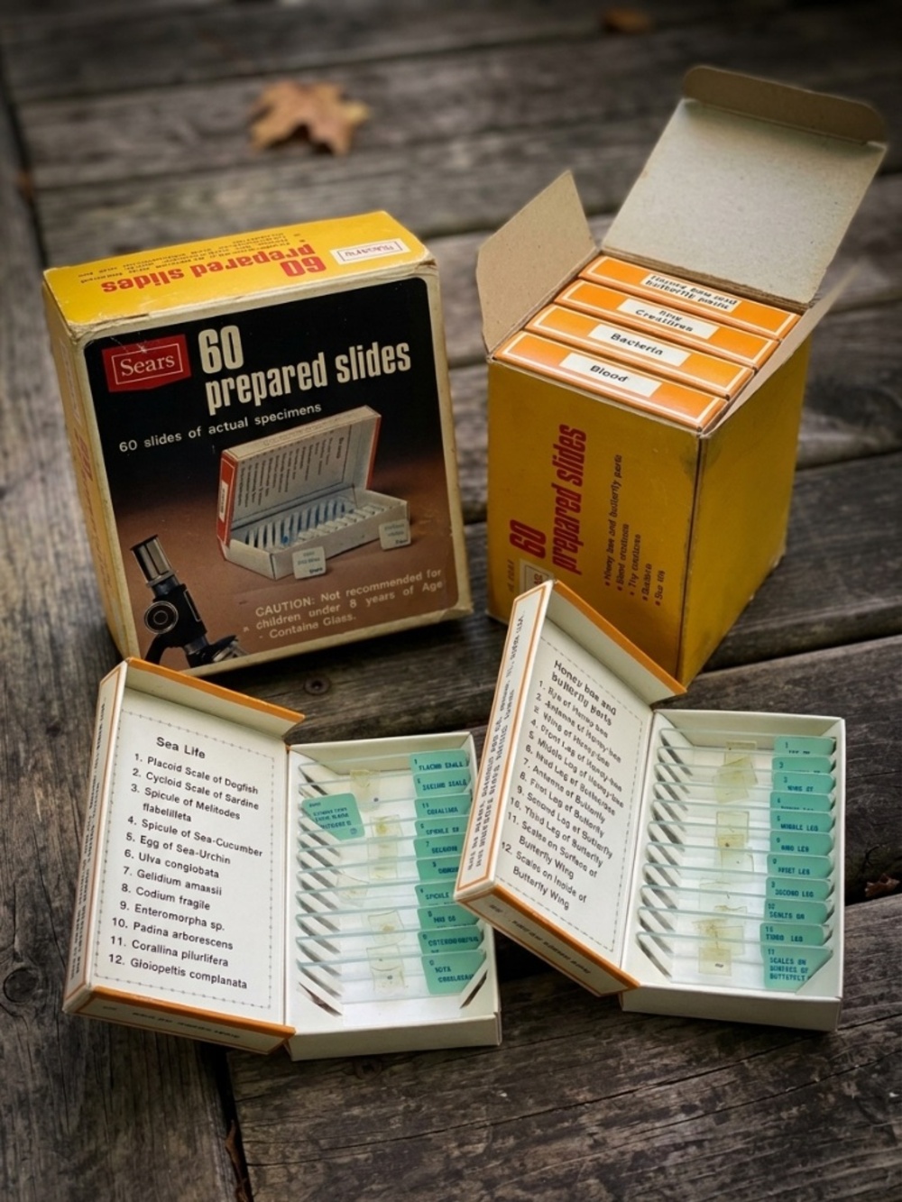 Vintage 1970s Sears Prepared Microscope Slides Set - Sea Life, Insects & Specime